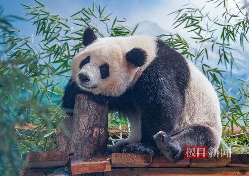 娱乐吃瓜酱功勋大熊猫,国宝传奇,熊猫界的明星风采 第3张 娱乐吃瓜酱功勋大熊猫,国宝传奇,熊猫界的明星风采 第3张